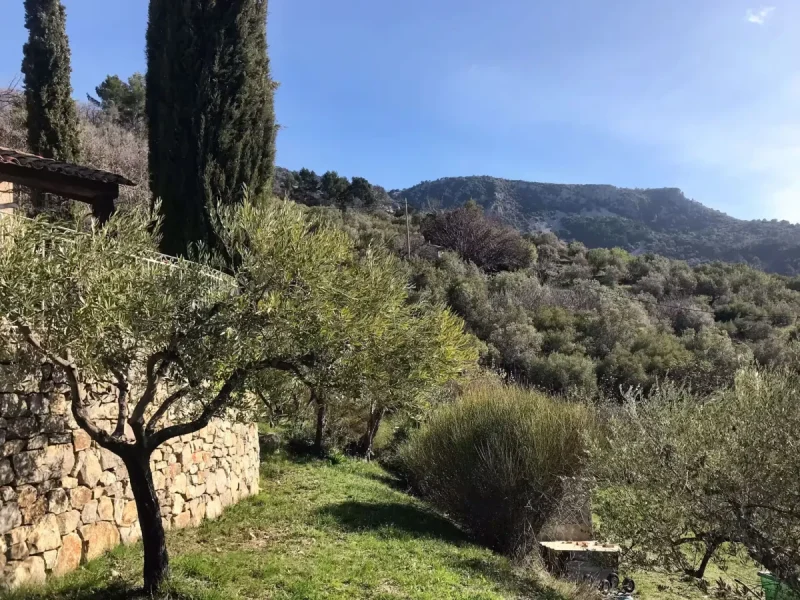 La-Bergerie-Bargemon Olijfgaard
